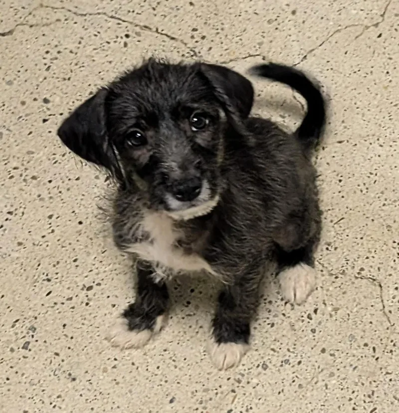 A baby small-sized male Black Terrier dog named Aston Martin for adoption in Thousand Oaks, CA