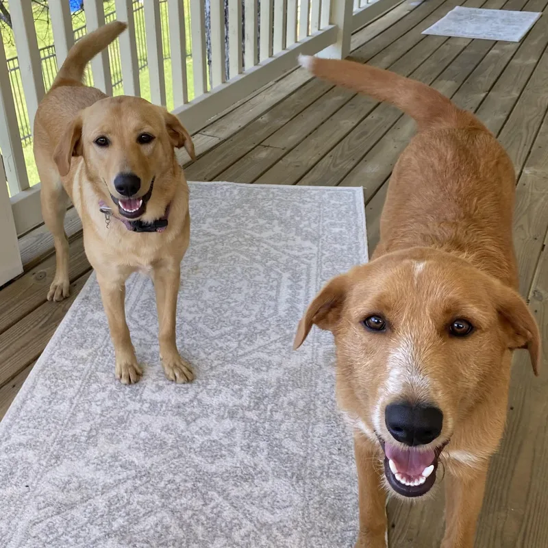 Willow And Banyon 