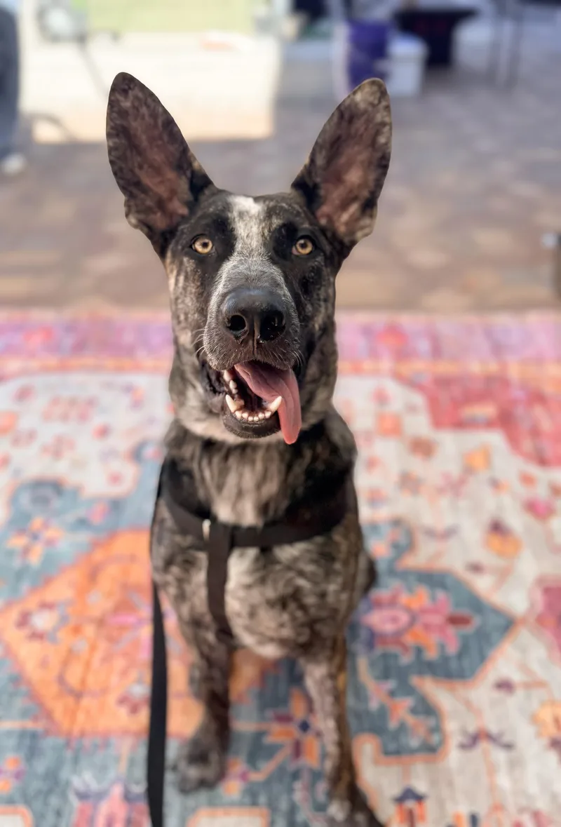 A baby medium-sized male Tricolor (Brown, Black, & White) Bluetick Coonhound dog named Baby for adoption in Las Vegas, NV