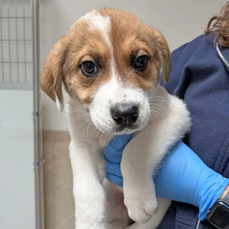 A baby small-sized male Brown / Chocolate Great Pyrenees dog named Watermelon for adoption in Ojai, CA