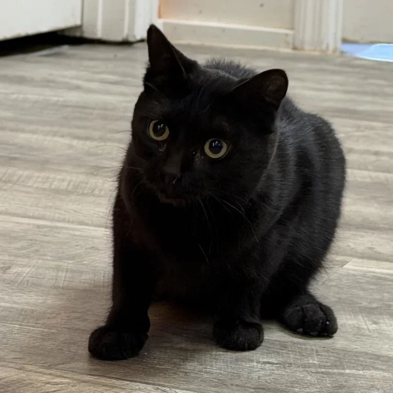 A baby medium-sized female Black American Bobtail cat named Gamora At Fat Cat for adoption in Tallahassee, FL