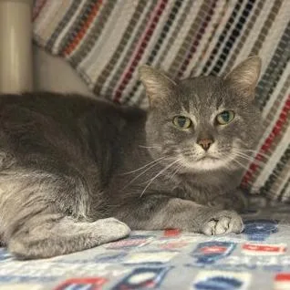 An adult large-sized male Domestic Short Hair cat named Sticky Paws for adoption in Chicago, IL