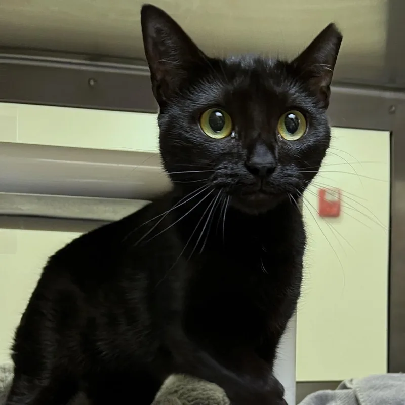 An adult medium-sized female Black Domestic Short Hair cat named Minnie for adoption in York, PA