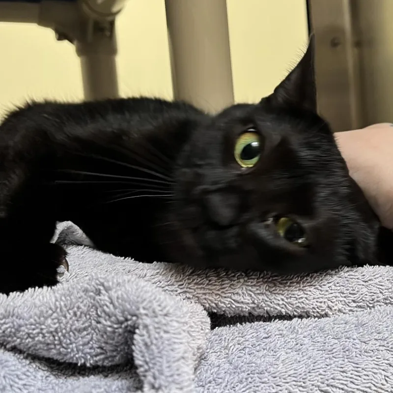 Minnie thumbnail 3