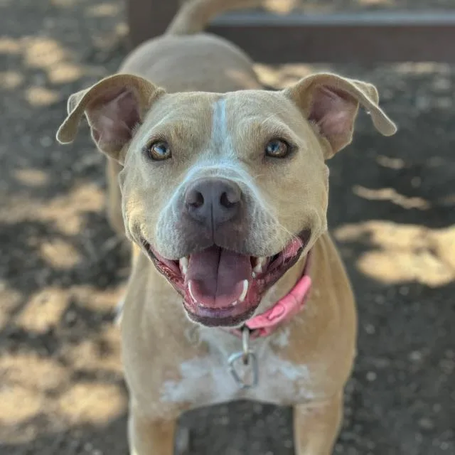 An adult medium-sized female Terrier dog named Bubbles for adoption in San Antonio, TX