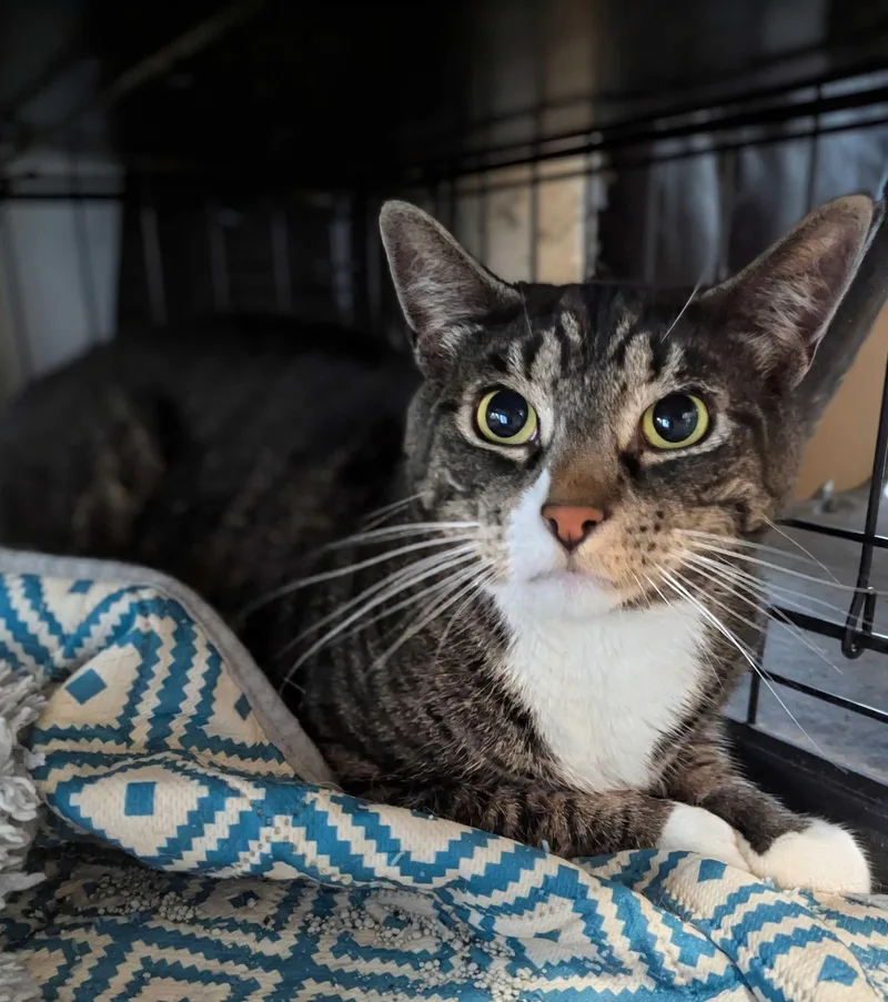 An adult large-sized male Tabby (Tiger Striped) Domestic Short Hair cat named Rocky for adoption in Seven Valleys, PA