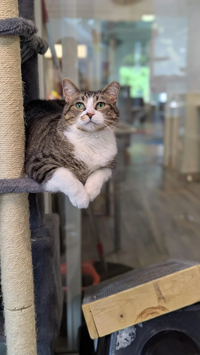 An adult medium-sized female Tabby cat named Blossom for adoption in Chicago, IL