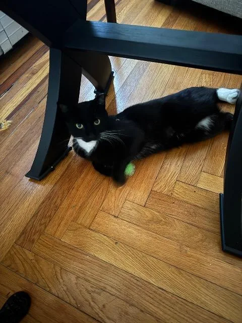 A young medium-sized male Domestic Short Hair cat named Oj for adoption in Pawtucket, RI