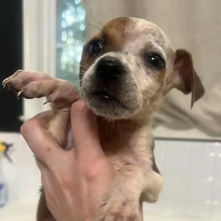 A baby small-sized female Red / Chestnut / Orange Mixed Breed dog named Saray for adoption in Fredericksburg, VA
