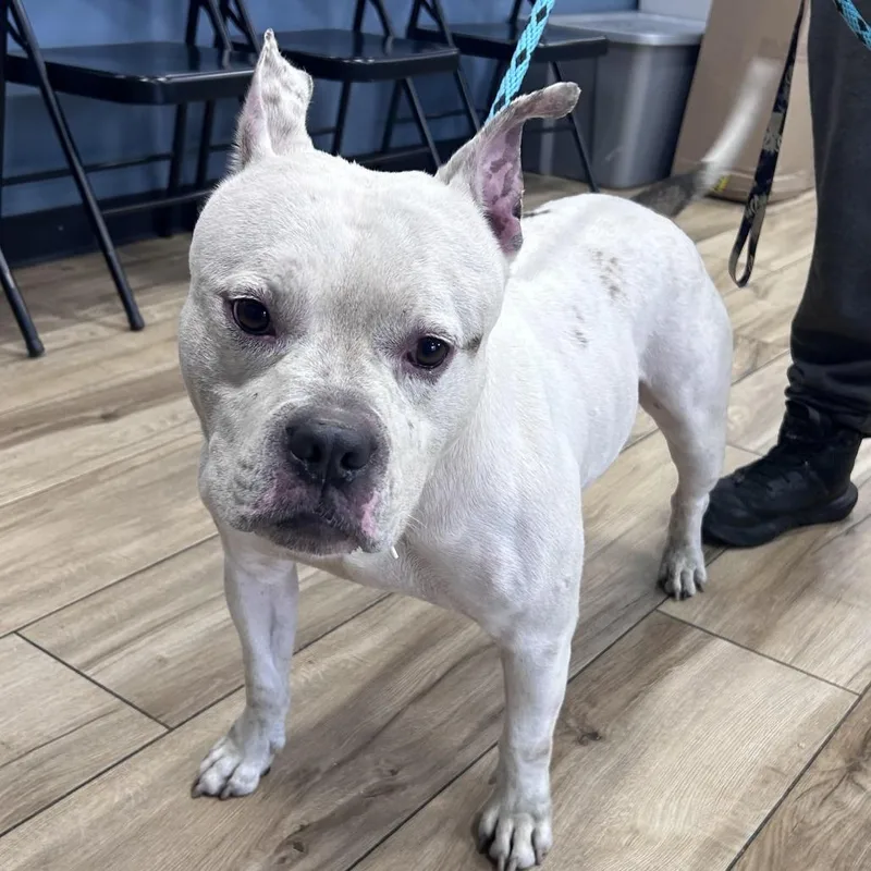 An adult medium-sized male White / Cream Pit Bull Terrier dog named Ghost for adoption in Newark, NJ