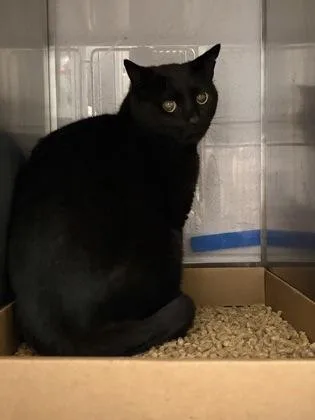 An adult small-sized male Domestic Short Hair cat named Jinx for adoption in Gastonia, NC