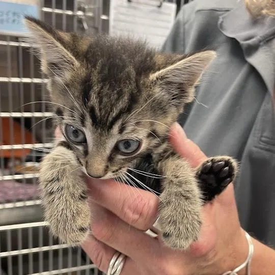 A baby small-sized female Brown / Chocolate Domestic Short Hair cat named Zillie for adoption in Port Charlotte, FL