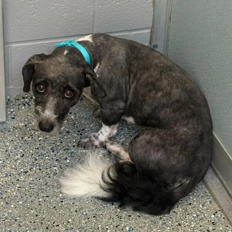 A young small-sized female Gray / Blue / Silver Poodle dog named Syrup for adoption in Charlottesville, VA