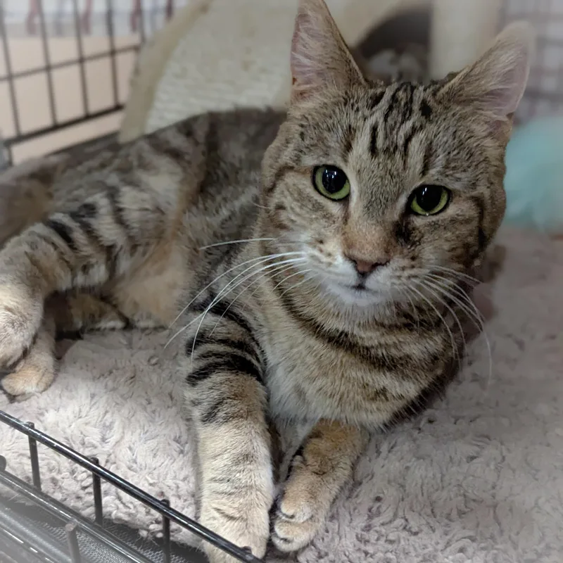 An adult medium-sized female Tabby (Brown / Chocolate) Domestic Short Hair cat named Ethel for adoption in Griffith, IN