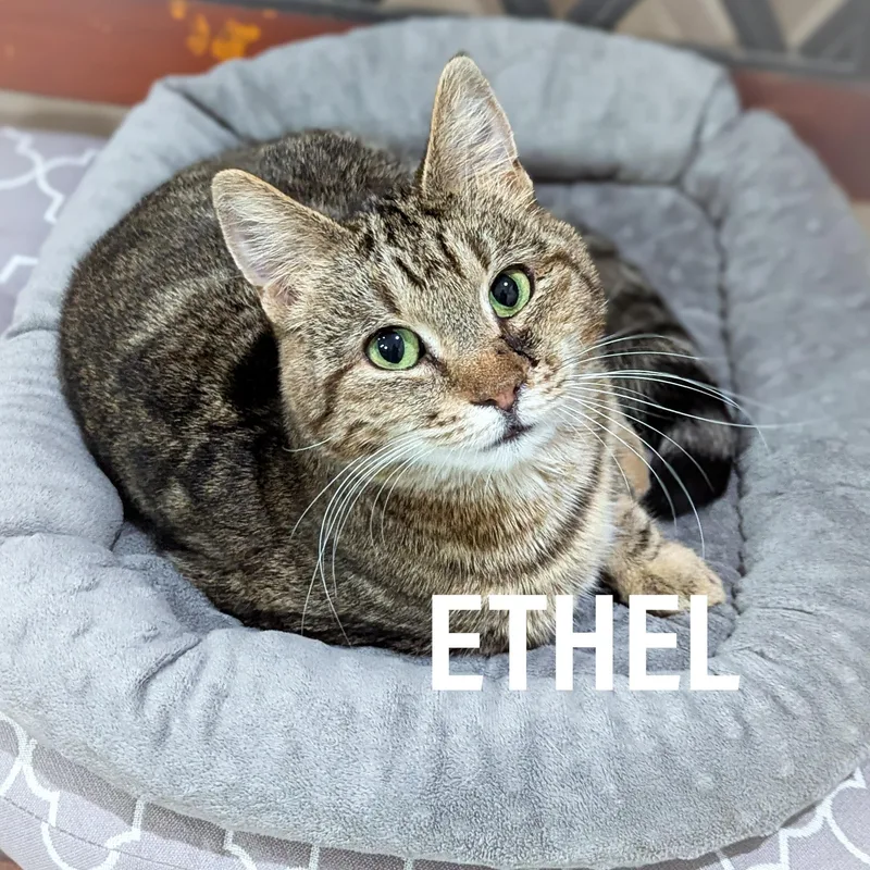 Ethel thumbnail 2