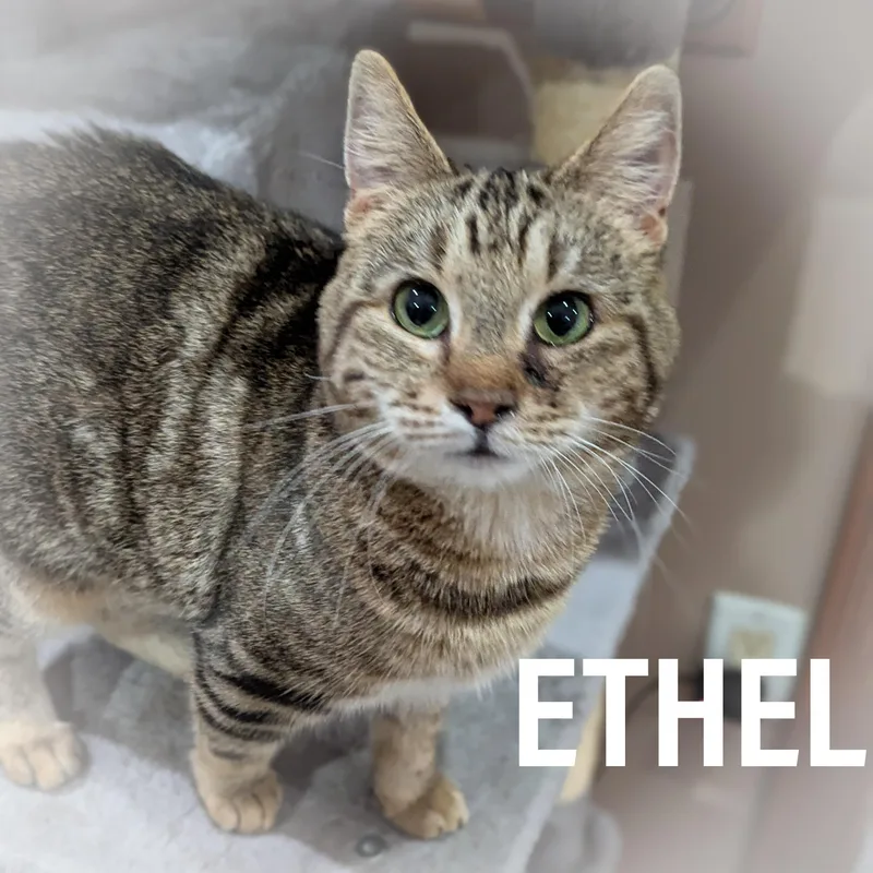 Ethel thumbnail 4