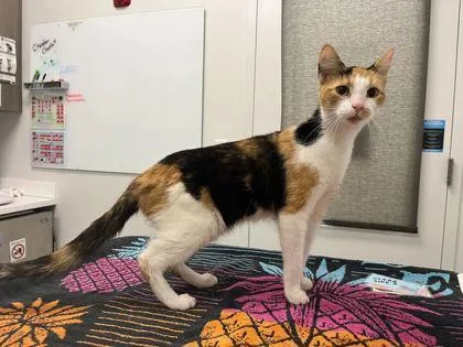 A young medium-sized female Black Domestic Short Hair cat named Samantha for adoption in Kansas City, MO