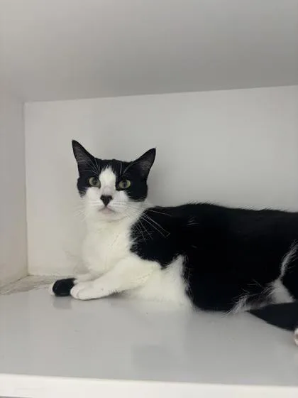 An adult small-sized male Domestic Short Hair cat named Derek for adoption in Manteo, NC