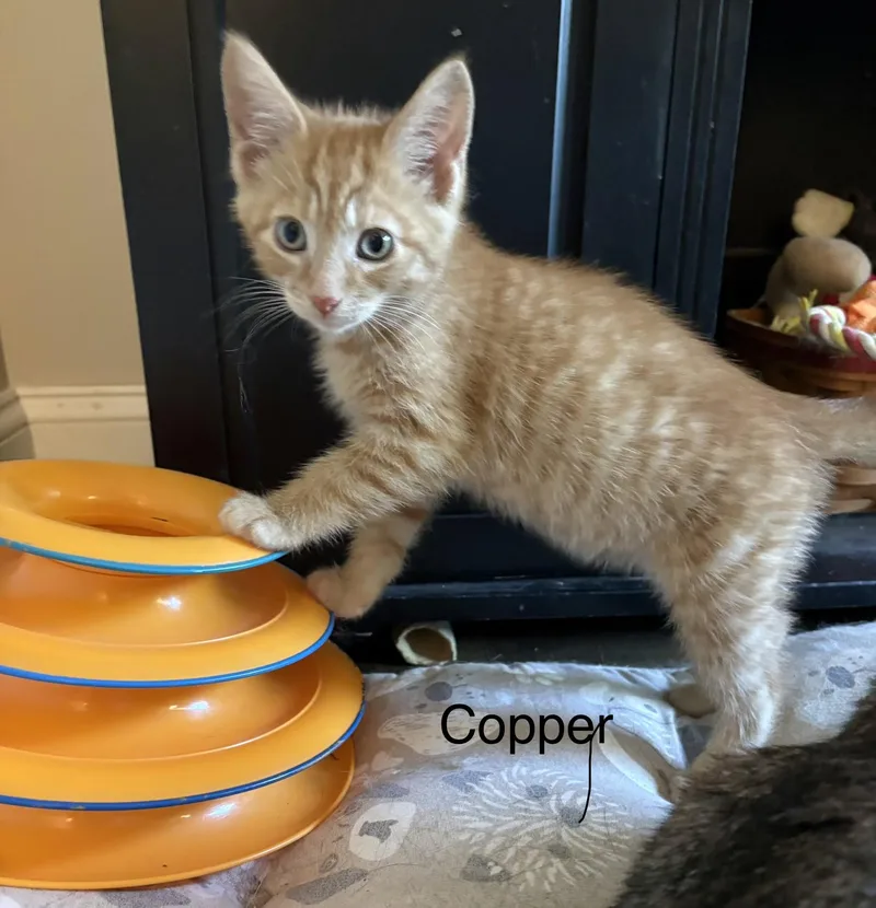 Litter A thumbnail 4
