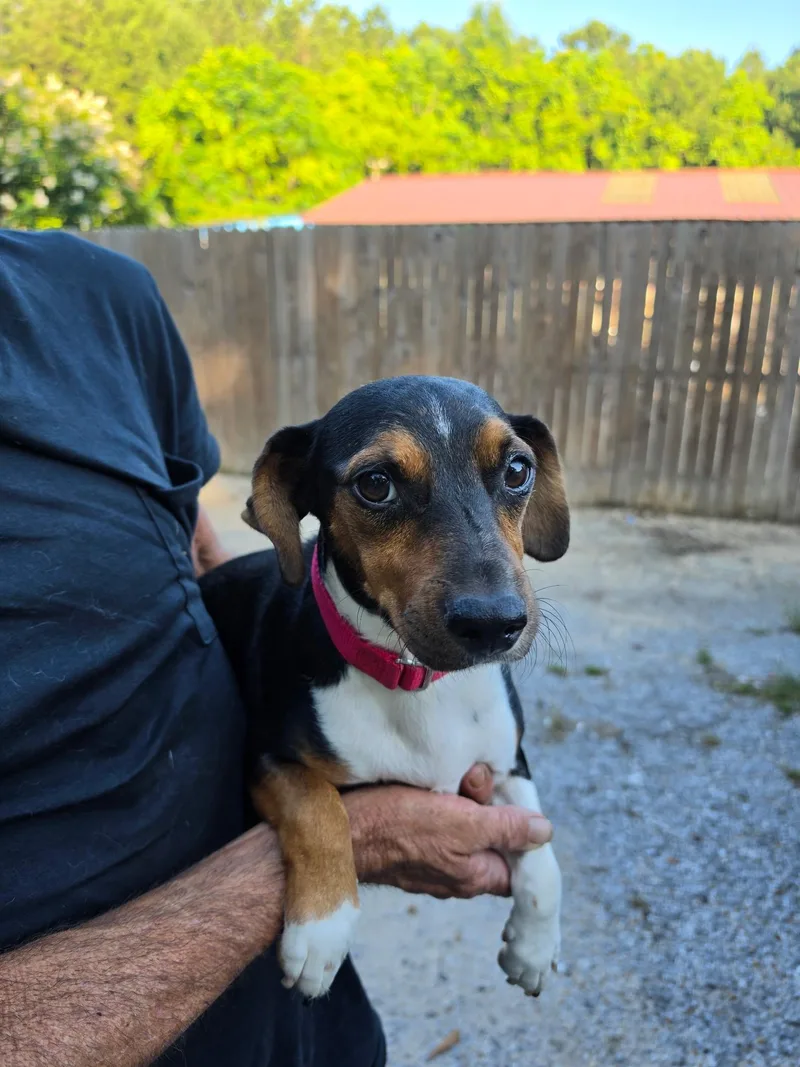 An adult medium-sized male Beagle dog named Tommy for adoption in Westport, CT