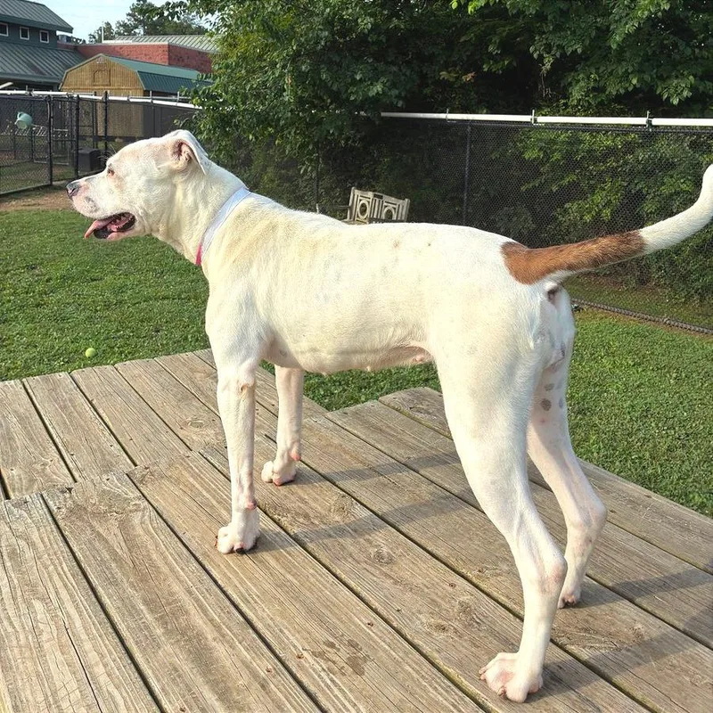 A young medium-sized female White / Cream Mixed Breed dog named Misha for adoption in Chattanooga, TN