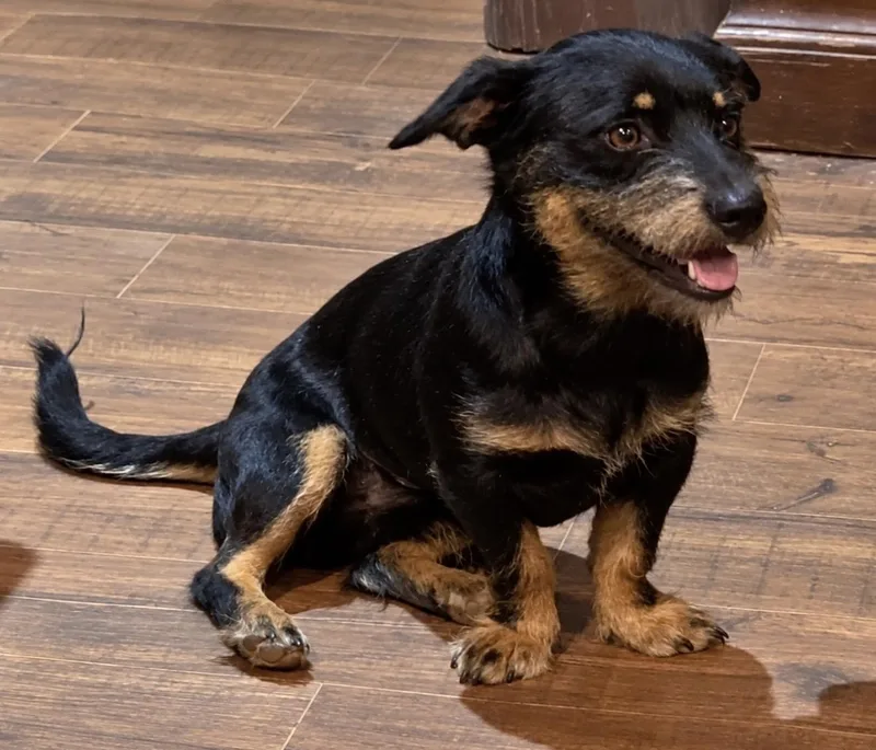 A young small-sized male Dachshund dog named Elliot for adoption in Pelham, NH