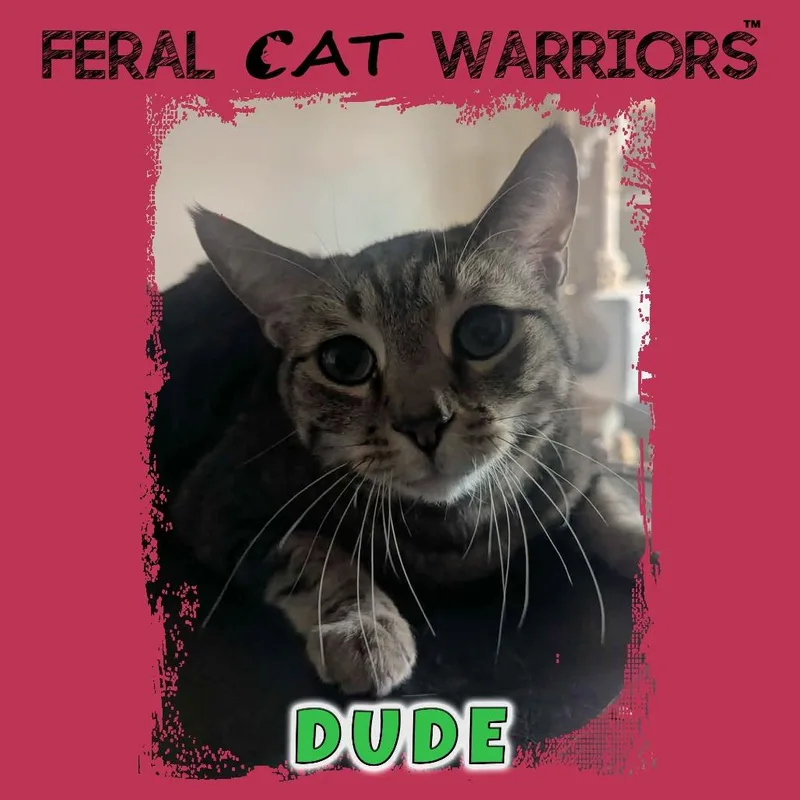 A senior large-sized male Gray / Blue / Silver Domestic Short Hair cat named Dude for adoption in Kingman, AZ