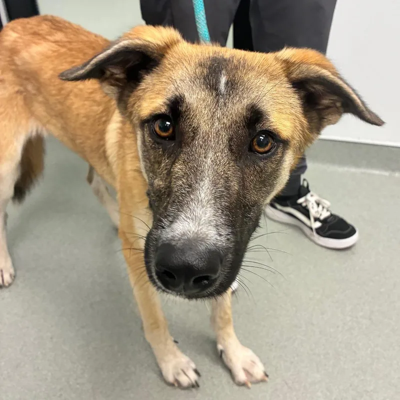 An adult medium-sized female Yellow / Tan / Blond / Fawn German Shepherd Dog dog named Tiki for adoption in Abilene, TX