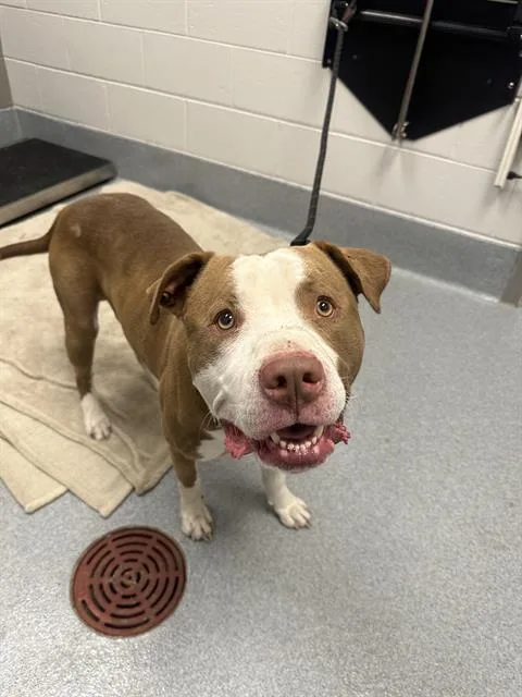 A young large-sized male American Bulldog dog named Doki for adoption in Indianapolis, IN