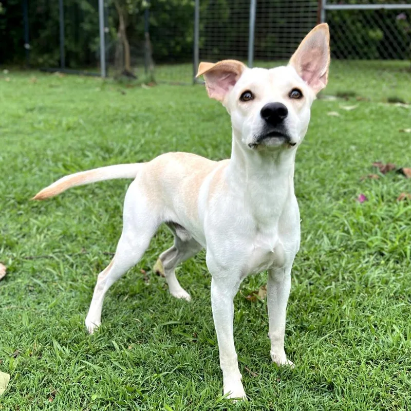 Buttercup thumbnail 2