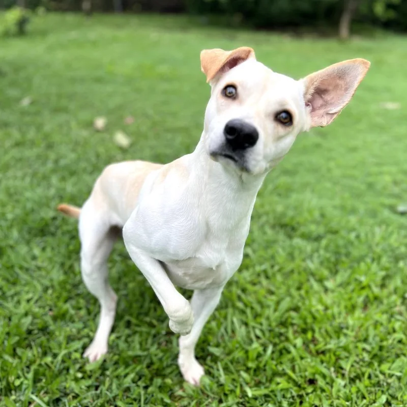 Buttercup thumbnail 3