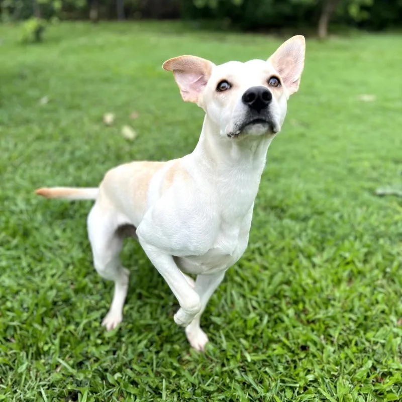 Buttercup thumbnail 4