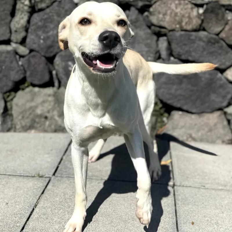 Buttercup thumbnail 5