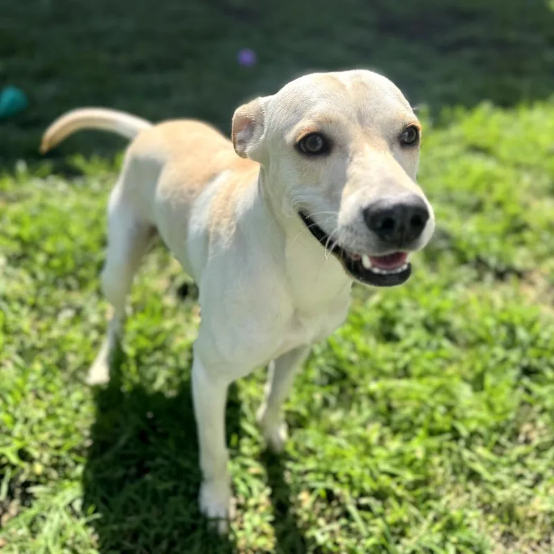 Buttercup thumbnail 6