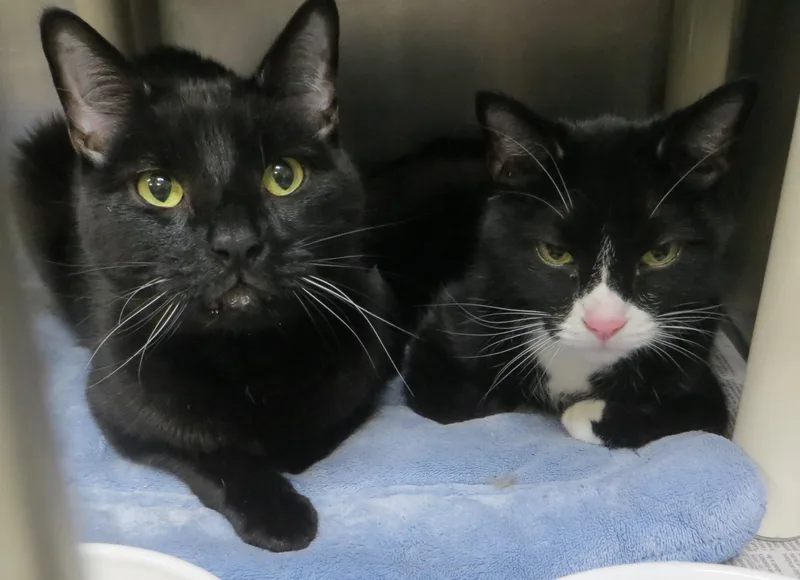 Buddy & Smokey