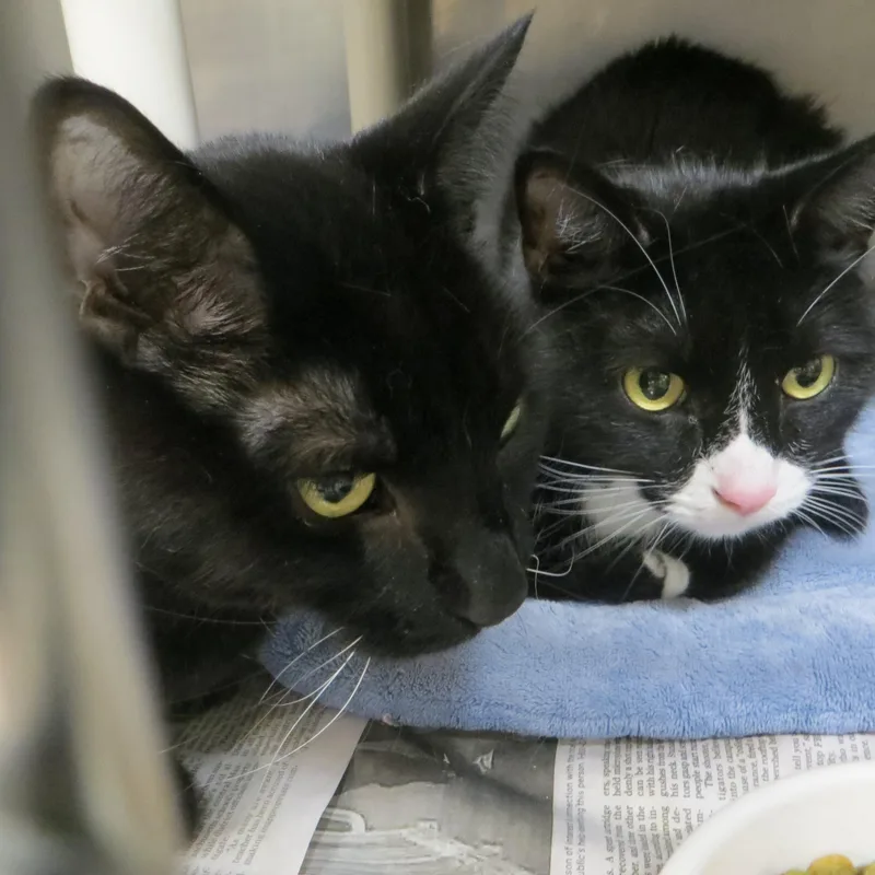 Buddy & Smokey thumbnail 2