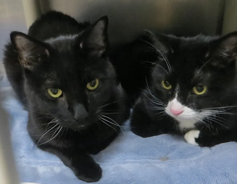 Buddy & Smokey thumbnail 3