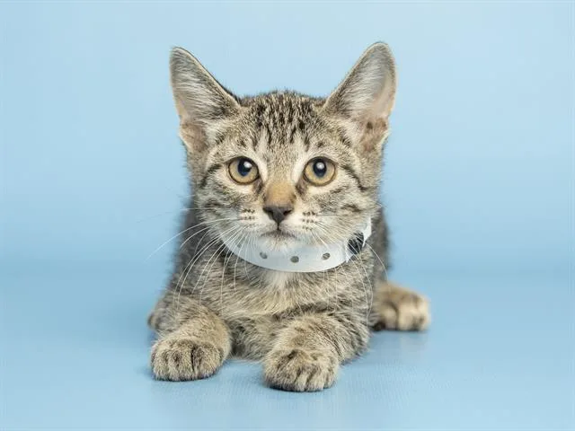 A baby small-sized female Domestic Short Hair cat named Nala for adoption in Phoenix, AZ