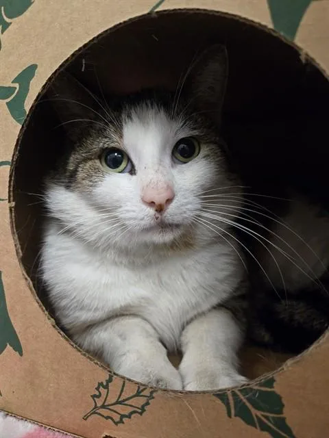 An adult large-sized male Domestic Short Hair cat named Chester for adoption in Olivette, MO