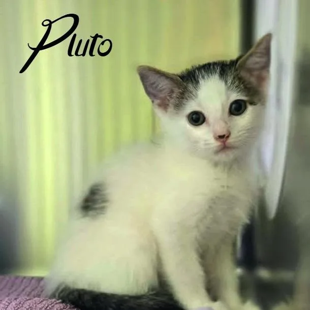 A baby small-sized male Black Domestic Short Hair cat named Pluto for adoption in Prosper, TX