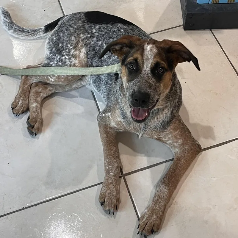 A baby medium-sized male Coonhound dog named Gus for adoption in Seminole, FL