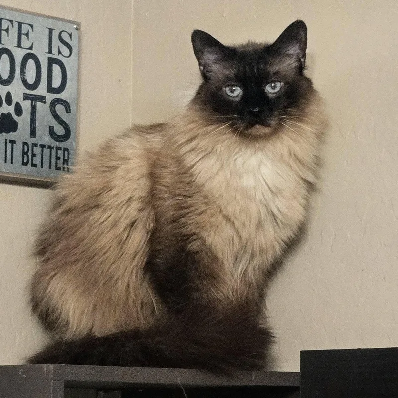 Tater