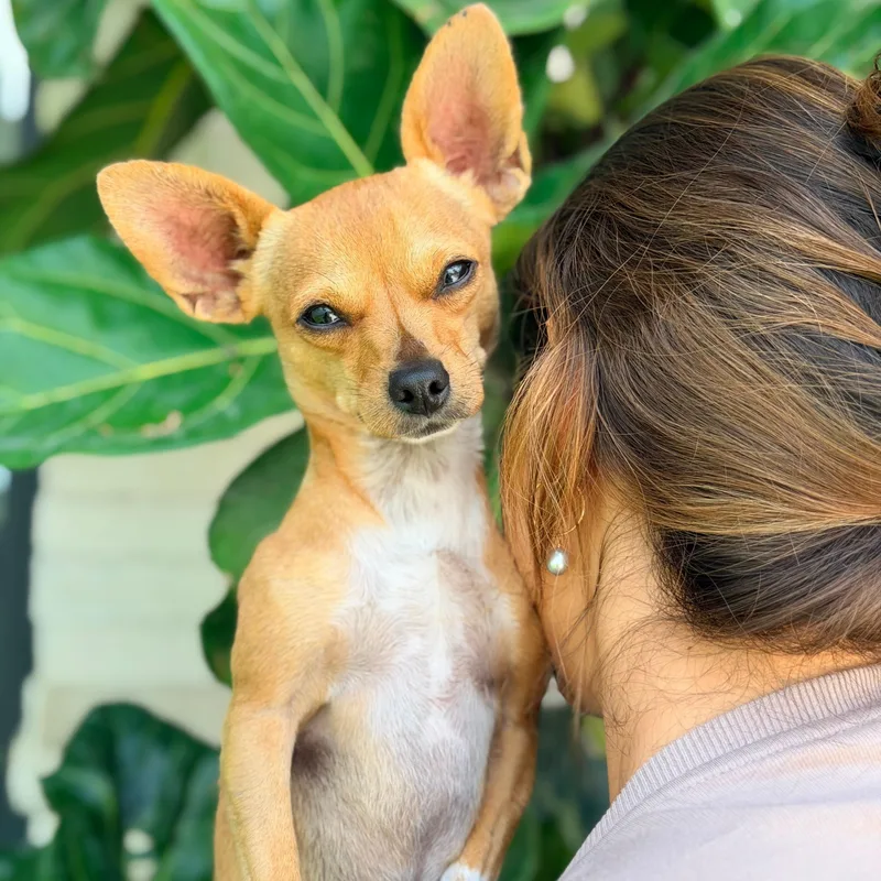 A young small-sized male Yellow / Tan / Blond / Fawn Chihuahua dog named Waffles for adoption in Manvel, TX