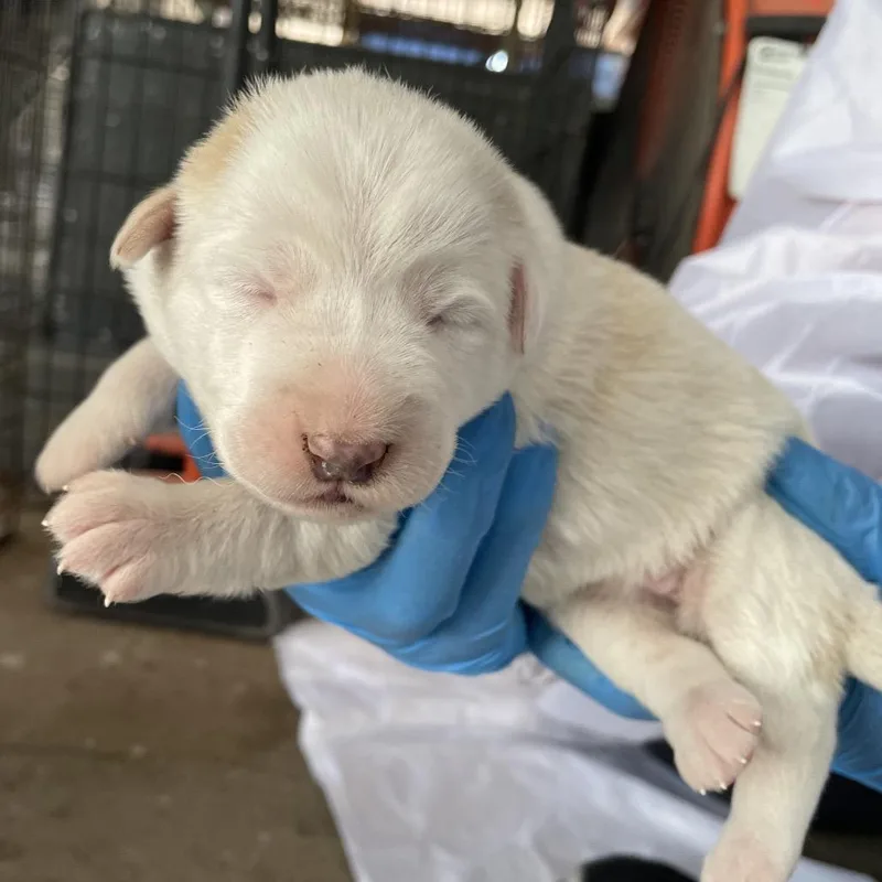 Porky Pig thumbnail 2