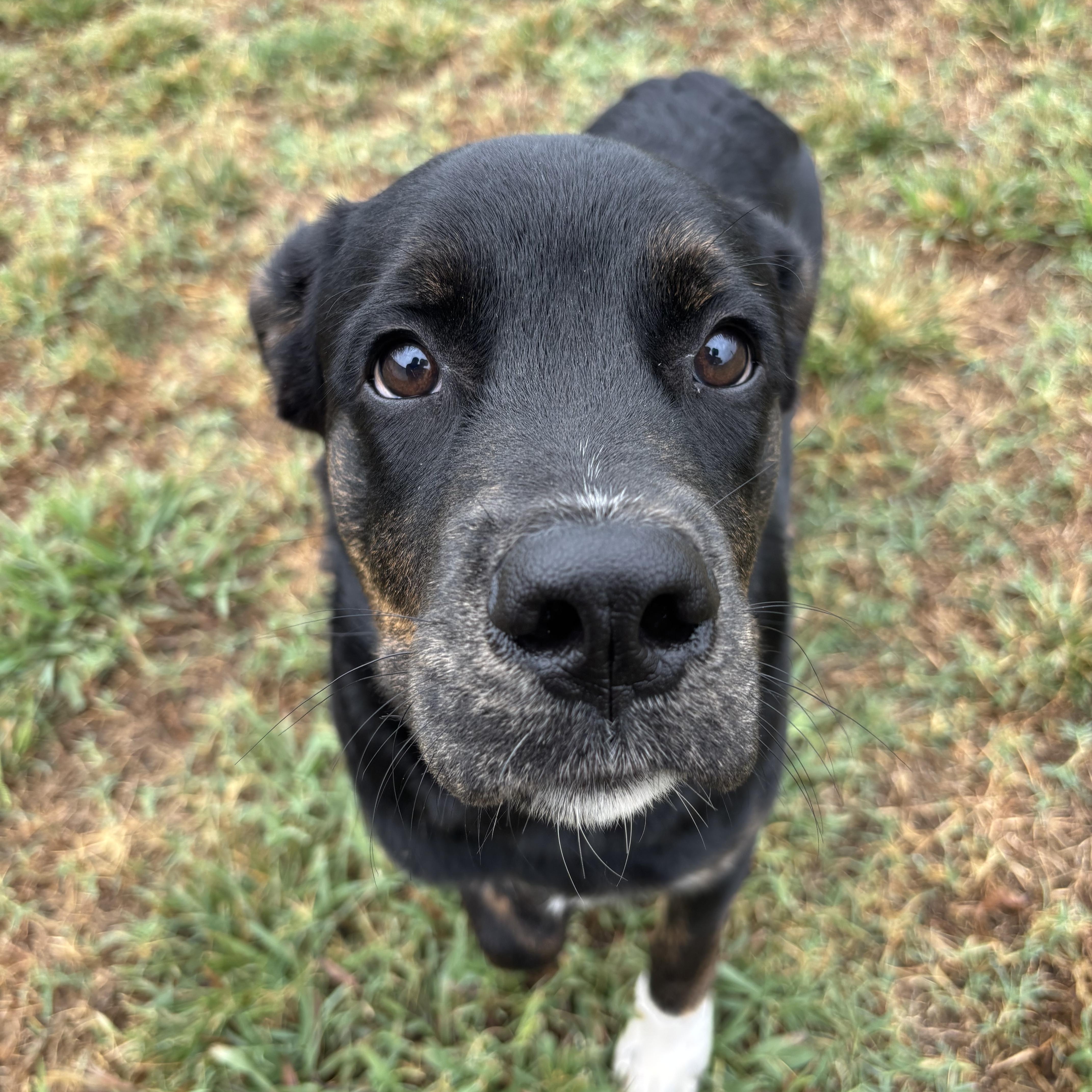A baby large-sized male Black Labrador Retriever dog named Diesel for adoption in Owasso, OK