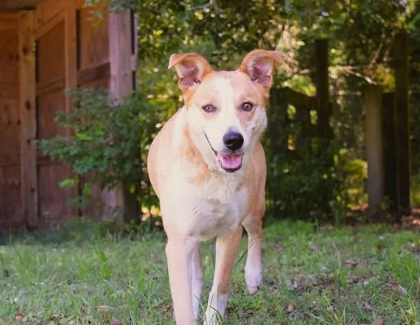 An adult medium-sized female Mixed Breed dog named Felicia for adoption in Mobile, AL