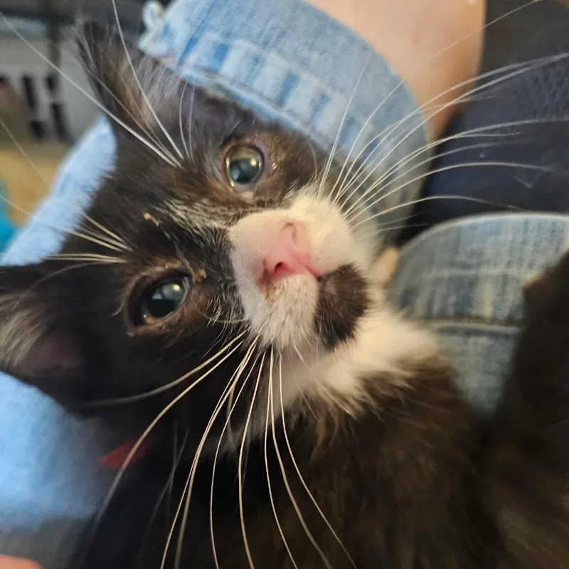 A baby small-sized male Black Domestic Short Hair cat named PhantomPink Collar for adoption in Carroll, IA