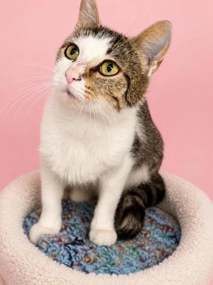 An adult small-sized female Domestic Short Hair cat named Beans for adoption in Bowling Green, KY
