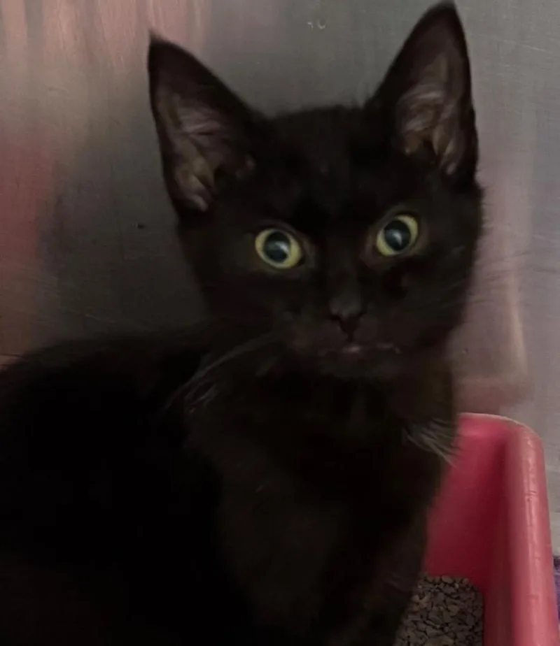 A baby small-sized male Domestic Short Hair cat named Ricky for adoption in Elizabethton, TN