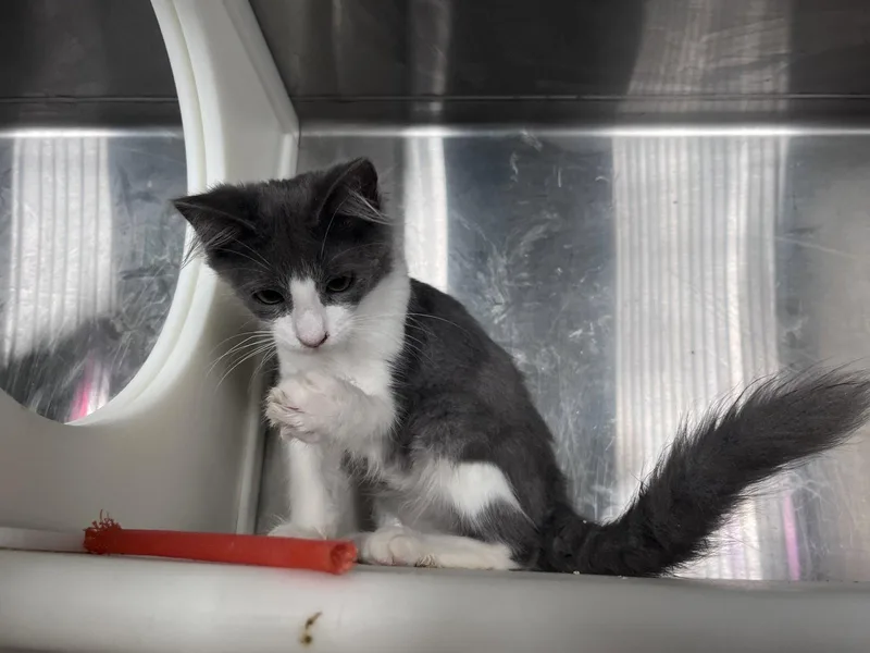 A young medium-sized male Gray & White Domestic Short Hair cat named Mark for adoption in Carrollton, GA